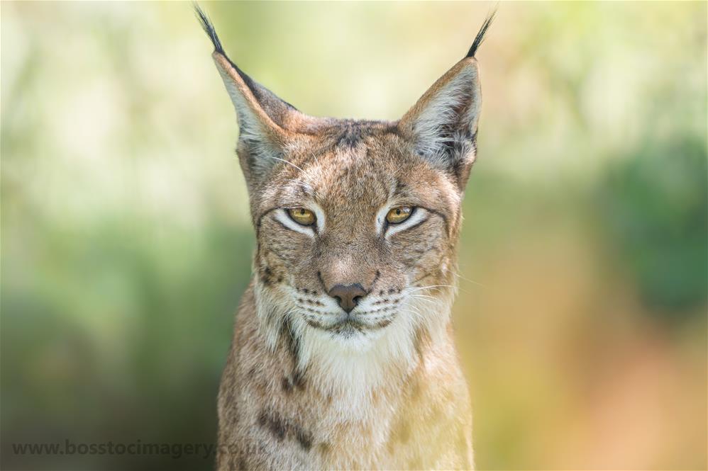 Featured course: British Wildlife Experience